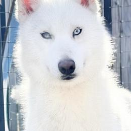 Harper - Siberian Husky