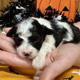 Pebbles - Black & white female Maltipoo puppy in Mabelvale, Arkansas from Durham's Designer Poos