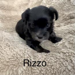 Rizzo - Black and tan male Yorkshire Terrier puppy in Goode, Virginia from Glass Hill Yorkies