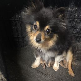 Baby girl - Pomeranian