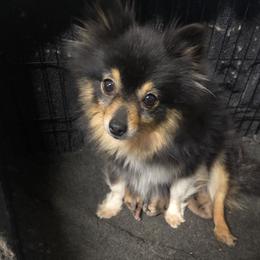 Baby girl - Pomeranian