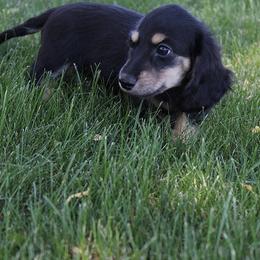 Girl 1 - Black and cream female Dachshund puppy in Craig, Colorado from Rocky Mountain Shih Tzus and Dry Creek Miniature Dachshunds