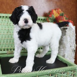 Boy 4 - Parti Poodle puppy in Sarver, Pennsylvania from Pemper House Poodles