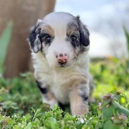 Daisy (ASDR and AKC) - Blue merle female Miniature Australian Shepherd puppy in Stockton, Missouri from Kizmit Farmz