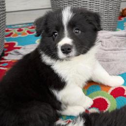 Clark - Black and white male Border Collie puppy in Lakeview, Michigan from Haven Creek Farm