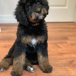 Bernedoodle and Shih Tzu Puppies from Route 66 Poodles & Doodles, Sapphire Shih-tzu's of Ohio
