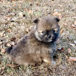 Bourbon - Chocolate sable male Pomeranian puppy in Raymondville, Missouri from Pampered Pomskies