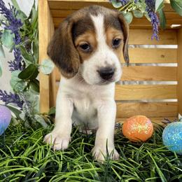 Winston - Black white and tan male Beagle puppy in Katy, Texas from Houston’s Howlin’ Hounds