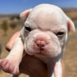Pixie's cream boy 2 - Lilac male Boston Terrier puppy in Yakima, Washington from Barnett’s AKC Boston Terriers