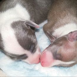 Italian Greyhound Puppies from Alura Italian Greyhounds