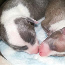 Italian Greyhound Puppies from Alura Italian Greyhounds