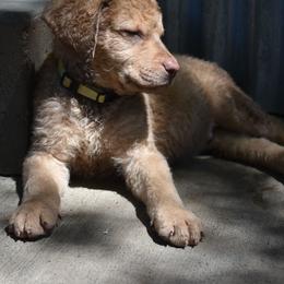 Rabbit - Deadgrass male Chesapeake Bay Retriever puppy in Soap Lake, Washington from Desert Oasis Kennels