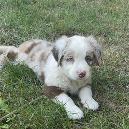 Red - Red merle male Australian Shepherd puppy in Yelm, Washington from Country Rose Australian Shepherds