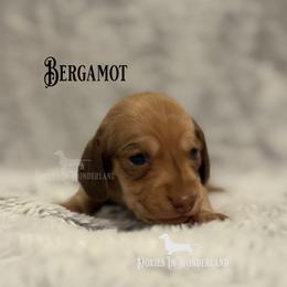 Bergamot - Cream male Dachshund puppy in Rainier, Oregon from Doxies in Wonderland