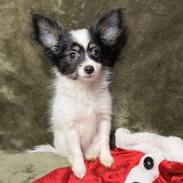 AKC Girl 3 - White black and tan female Papillon puppy in Joshua, Texas from Summertime Kennels