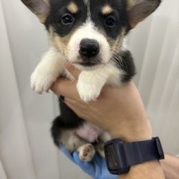 Comet - Black and tan male Pembroke Welsh Corgi puppy in Loma Linda, California from Osorio’s Corgis