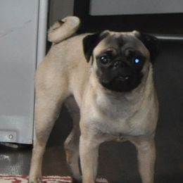 Lyca - Pug
