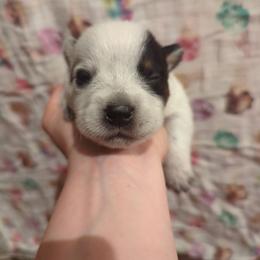 Wrangler - Blue speckled male Australian Cattle Dog puppy in Tulsa, Arkansas from Red Desert Australian Cattle Dogs