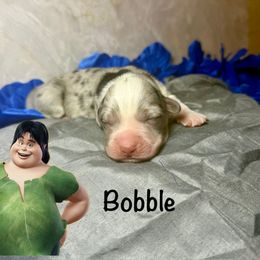 Bobble - White merle male American Corgi puppy in Valley, Washington from Corgis of the Mountain Valley