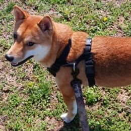 Shiba Inu from Jessica's Shiba Inus