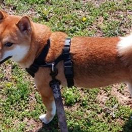 Shiba Inu from Jessica's Shiba Inus