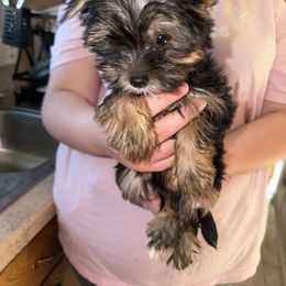 Gracie - Black and tan female Yorkshire Terrier puppy in Creston, Ohio from Royal Crown Keeper LTD