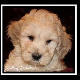 Goldendoodle Puppies from Lakeshore Doodles