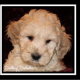 Goldendoodle Puppies from Lakeshore Doodles