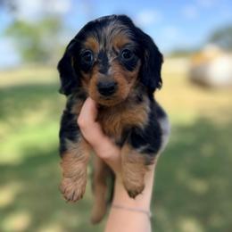 June - Dapple female Dachshund puppy in Goldthwaite, Texas from Mini Mama Dachshunds