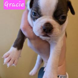 Gracie - Red female Boston Terrier puppy in Omaha, Illinois from Puppi Guppies