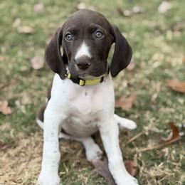 Lainey - Yellow Collar - Liver and white female German Shorthaired Pointer puppy in Conroe, Texas from Tipsy Rabbit GSP TopDog Kennel