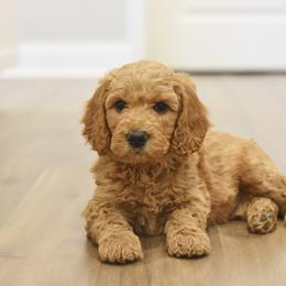 Rudy - Apricot male Goldendoodle puppy in Loveland, Ohio from Timberidge Goldendoodles