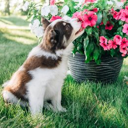 Pomsky Puppies from L&LPomskyPuppies