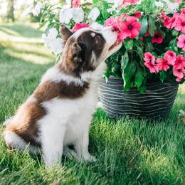 Pomsky Puppies from L&LPomskyPuppies