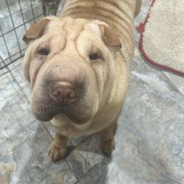 Delilah - Chinese Shar-Pei