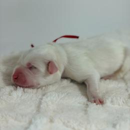 Pom Pom - White female Great Pyrenees puppy in San Marcos, California from Faith Family Freedom Farm