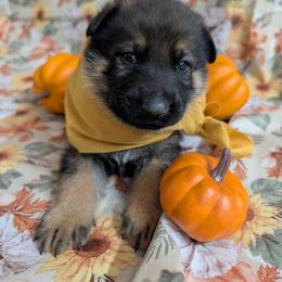 Titus - Sable male German Shepherd puppy in Sierra Vista, Arizona from KnightWatch K-9