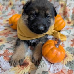 Titus - Sable male German Shepherd puppy in Sierra Vista, Arizona from KnightWatch K-9