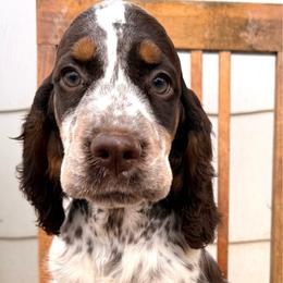 Coral - Liver white and tan female English Springer Spaniel puppy in Bay City, Wisconsin from Springer Hills Farm