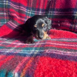 Girl 3 - Black and tan female Dachshund puppy in Harrisburg, Oregon from Funny Farm Dachshunds