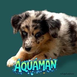 AQUAMAN-Blue Merle Male - Blue merle male Australian Shepherd puppy in Gainesville, Texas from Lady Luck Aussies
