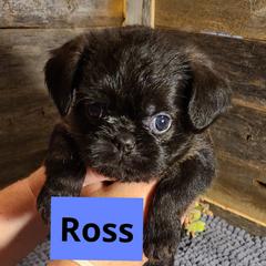 Brussels Griffon Puppies from Rhonda Miller's Bussels Griffon