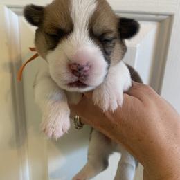 Frosty - Red male Pembroke Welsh Corgi puppy in Cumming, Georgia from Carter’s Corgis LLC