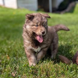 River - Red and white male Siberian Husky puppy in Coshocton, Ohio from Wyant Farms