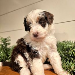 Caitlin - female Australian Mountain Doodle puppy in South Jordan, Utah from Western Doodles Utah