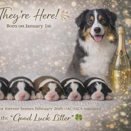 Australian Shepherd puppies from Copper Sky Aussies & Mini American Shepherds