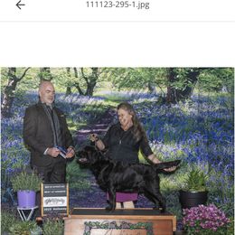 Ness - Labrador Retriever