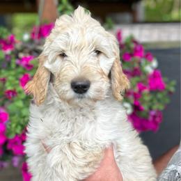 F1 Goldendoodle Purple collar - Cream female Goldendoodle puppy in Rainier, Washington from Hanson’s NW Goldens & Doodles