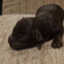Linus - Liver male Yorkshire Terrier puppy in Vancouver, Washington from Yorkastle Kennels