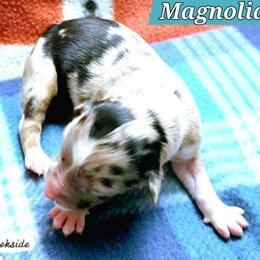Magnolia - Blue merle female Miniature Australian Shepherd puppy in Punta Gorda, Florida from Christie's Creekside Aussies